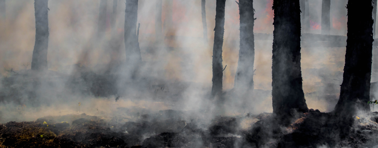 Guest Blog: Pain, Stress, & Wildfire